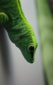 Preview wallpaper madagascar gecko, gecko, lizard, reptile, green, blur