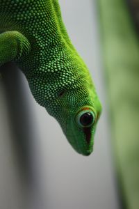 Preview wallpaper madagascar gecko, gecko, lizard, reptile, green, blur