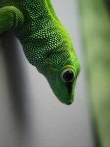 Preview wallpaper madagascar gecko, gecko, lizard, reptile, green, blur