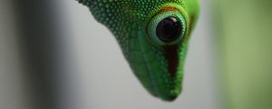 Preview wallpaper madagascar gecko, gecko, lizard, reptile, green, blur