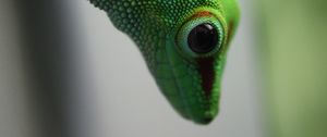 Preview wallpaper madagascar gecko, gecko, lizard, reptile, green, blur