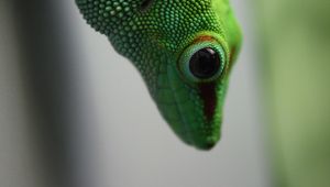 Preview wallpaper madagascar gecko, gecko, lizard, reptile, green, blur