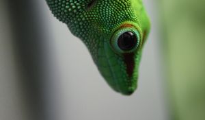 Preview wallpaper madagascar gecko, gecko, lizard, reptile, green, blur