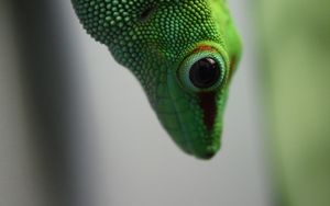 Preview wallpaper madagascar gecko, gecko, lizard, reptile, green, blur