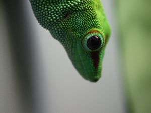 Preview wallpaper madagascar gecko, gecko, lizard, reptile, green, blur