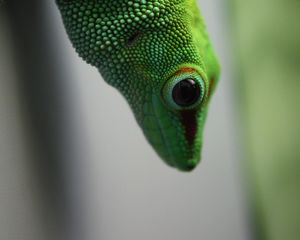 Preview wallpaper madagascar gecko, gecko, lizard, reptile, green, blur