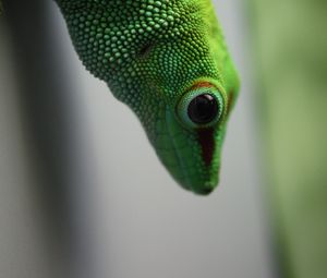 Preview wallpaper madagascar gecko, gecko, lizard, reptile, green, blur