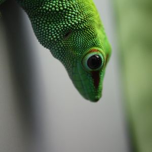 Preview wallpaper madagascar gecko, gecko, lizard, reptile, green, blur