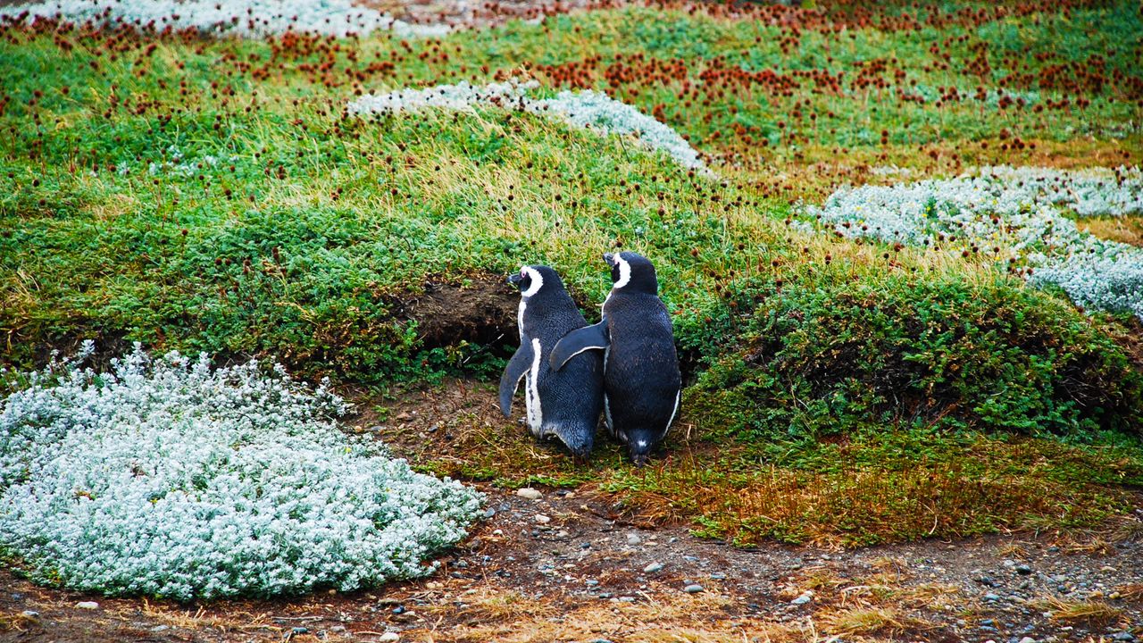 Wallpaper magellanic penguin, penguins, couple, grass