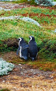 Preview wallpaper magellanic penguin, penguins, couple, grass