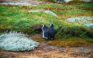 Preview wallpaper magellanic penguin, penguins, couple, grass