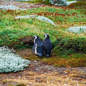 Preview wallpaper magellanic penguin, penguins, couple, grass