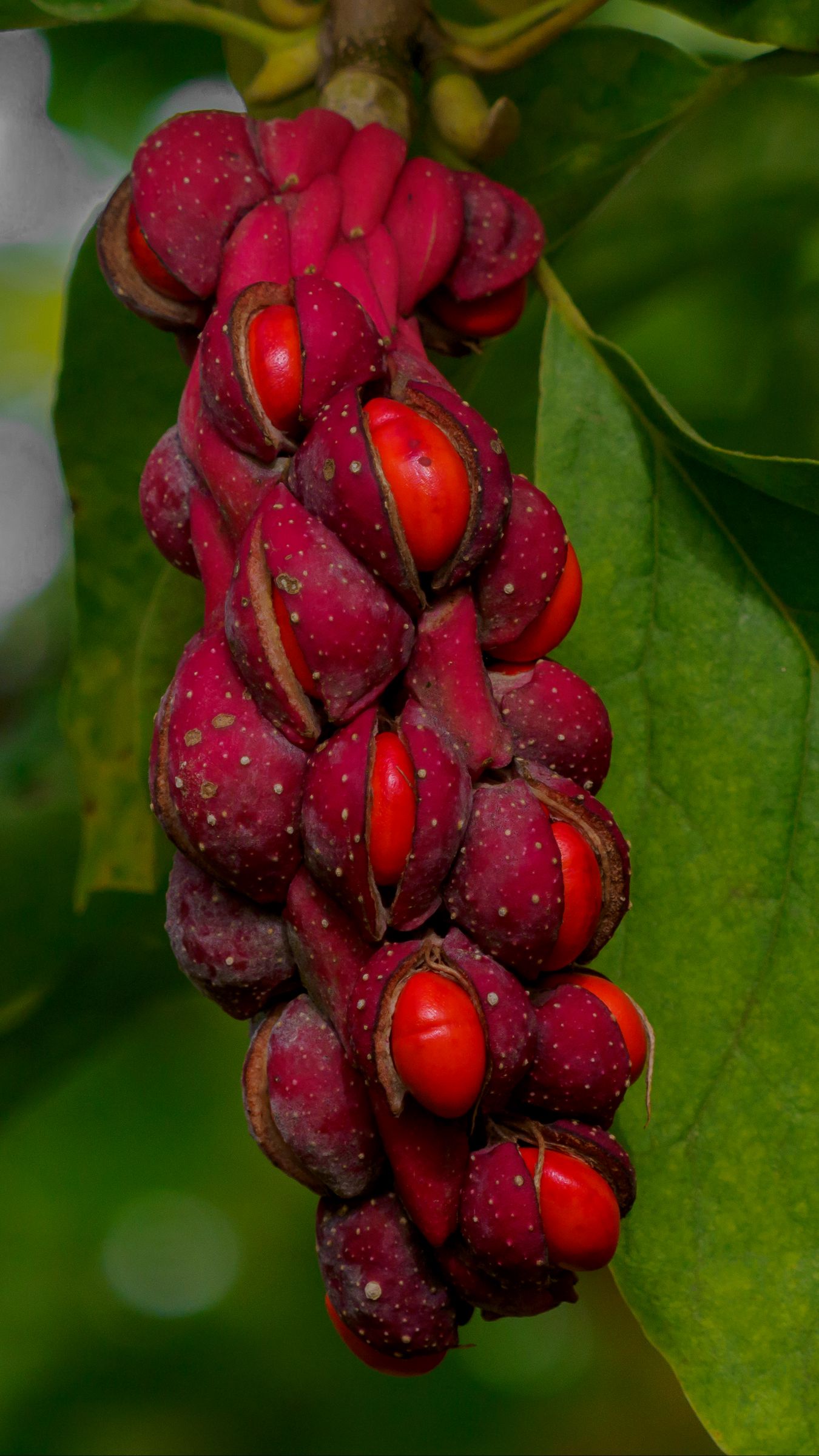 1350x2400 Wallpaper magnolia, berries, macro, leaves