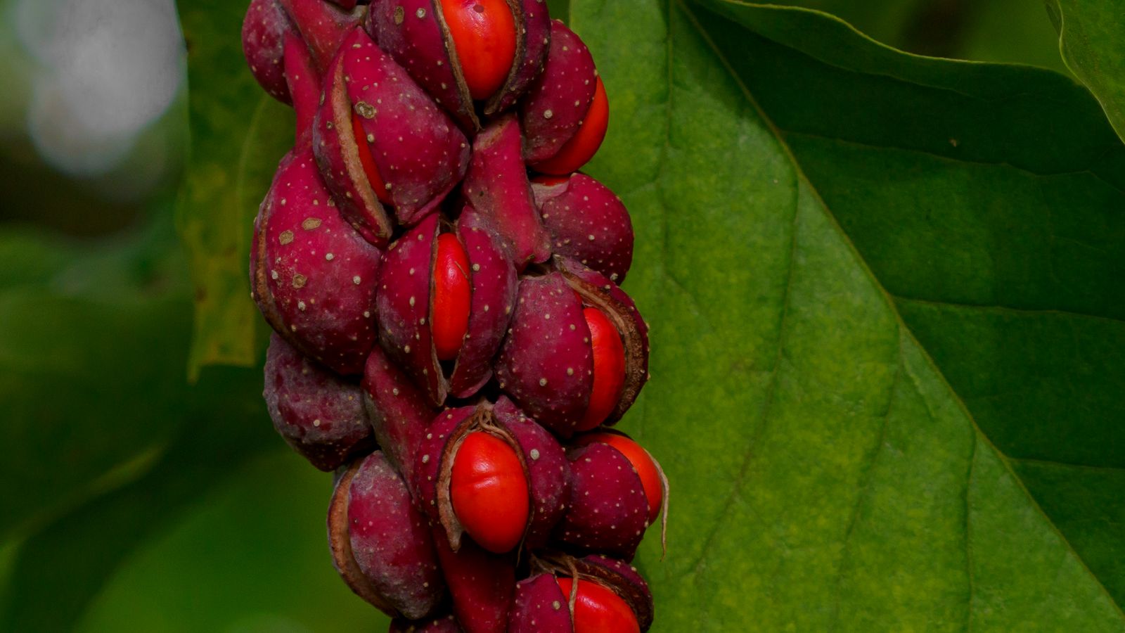 1600x900 Wallpaper magnolia, berries, macro, leaves