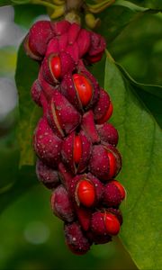 Preview wallpaper magnolia, berries, macro, leaves