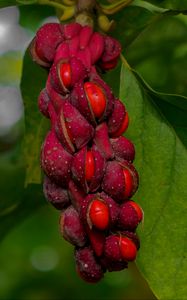 Preview wallpaper magnolia, berries, macro, leaves