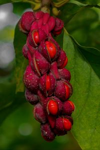 Preview wallpaper magnolia, berries, macro, leaves