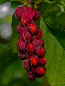 Preview wallpaper magnolia, berries, macro, leaves