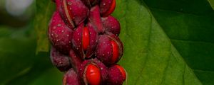 Preview wallpaper magnolia, berries, macro, leaves