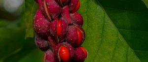 Preview wallpaper magnolia, berries, macro, leaves