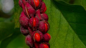 Preview wallpaper magnolia, berries, macro, leaves
