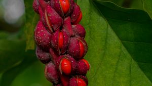 Preview wallpaper magnolia, berries, macro, leaves