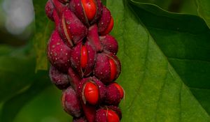Preview wallpaper magnolia, berries, macro, leaves