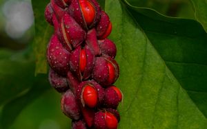 Preview wallpaper magnolia, berries, macro, leaves