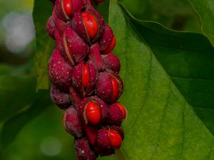 Preview wallpaper magnolia, berries, macro, leaves