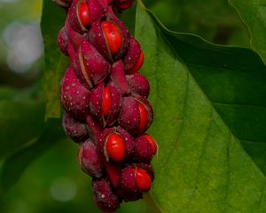 Preview wallpaper magnolia, berries, macro, leaves