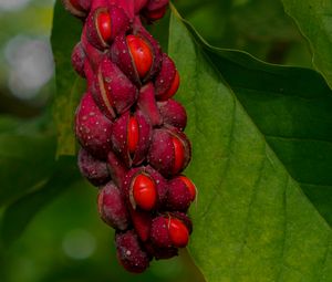 Preview wallpaper magnolia, berries, macro, leaves