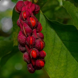 Preview wallpaper magnolia, berries, macro, leaves