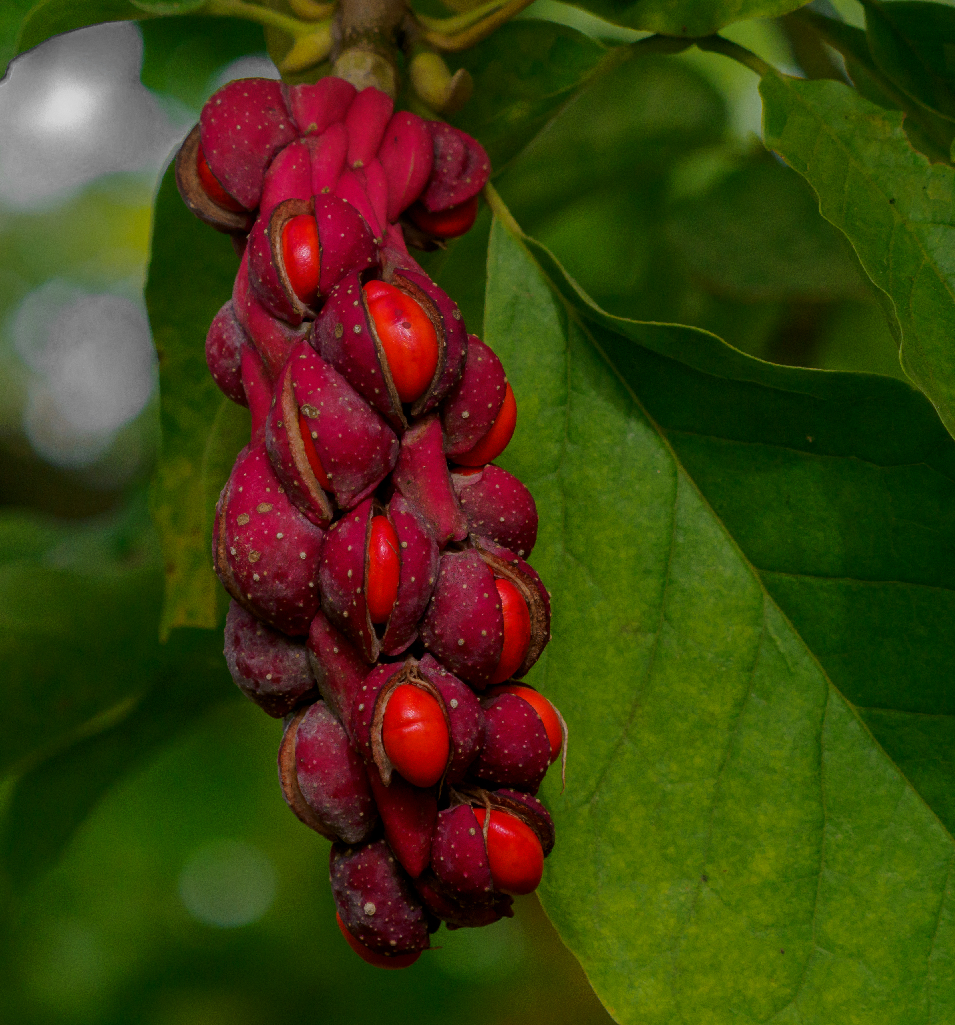 3345x3589 Wallpaper magnolia, berries, macro, leaves