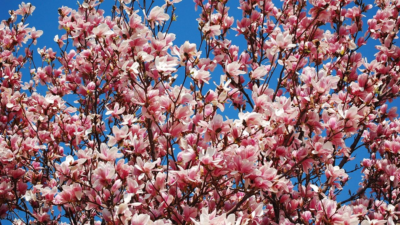 Wallpaper magnolia, bloom, sky, branch, spring