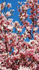 Preview wallpaper magnolia, bloom, sky, branch, spring