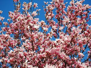 Preview wallpaper magnolia, bloom, sky, branch, spring