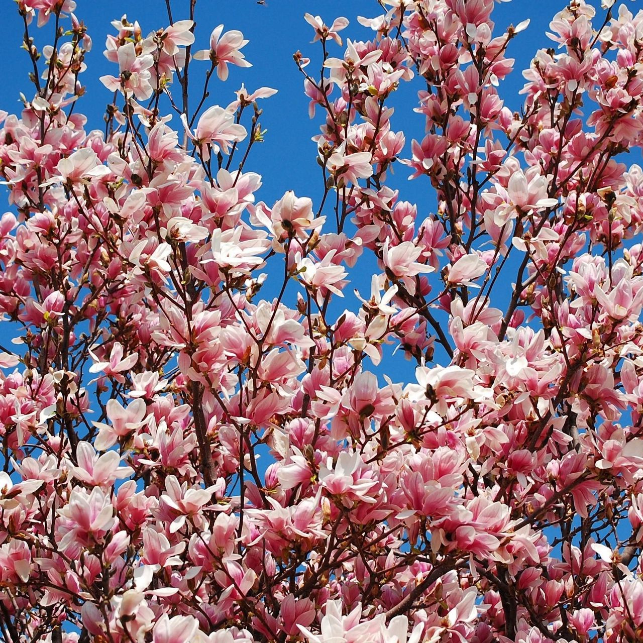 Download wallpaper 1280x1280 magnolia, bloom, sky, branch, spring ipad