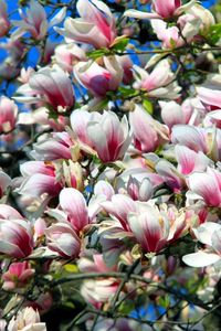 Preview wallpaper magnolia, blossoms, branch, sky, spring