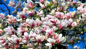 Preview wallpaper magnolia, blossoms, branch, sky, spring