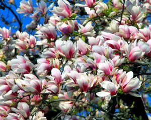 Preview wallpaper magnolia, blossoms, branch, sky, spring