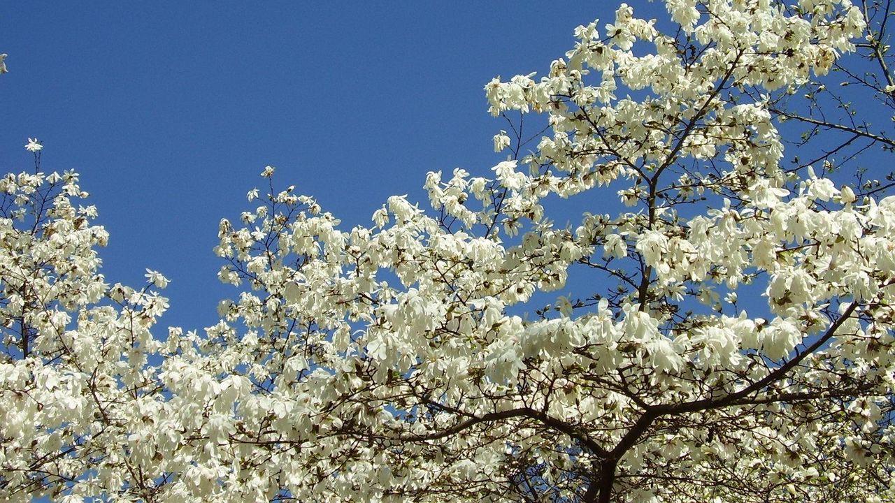 Wallpaper magnolia, blossoms, snowy, tree, spring, sky