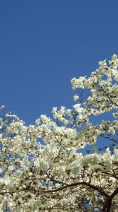 Preview wallpaper magnolia, blossoms, snowy, tree, spring, sky