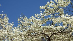 Preview wallpaper magnolia, blossoms, snowy, tree, spring, sky