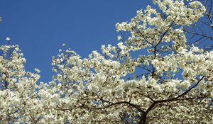 Preview wallpaper magnolia, blossoms, snowy, tree, spring, sky