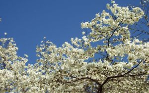 Preview wallpaper magnolia, blossoms, snowy, tree, spring, sky