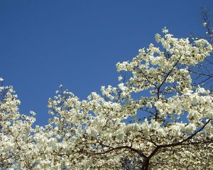 Preview wallpaper magnolia, blossoms, snowy, tree, spring, sky