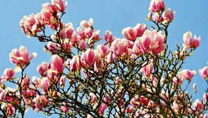Preview wallpaper magnolia, blossoms, twigs, spring, sky