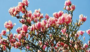 Preview wallpaper magnolia, blossoms, twigs, spring, sky