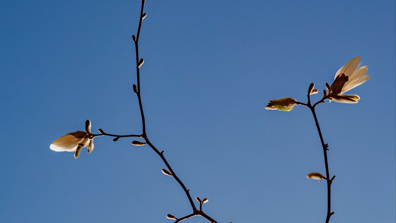 Wallpaper magnolia, branch, flowers, sky