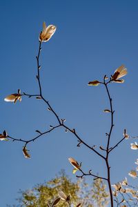 Preview wallpaper magnolia, branch, flowers, sky